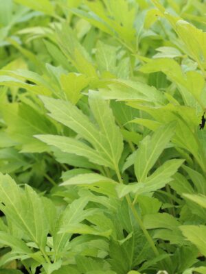 Wild Golden Glow leaves close up