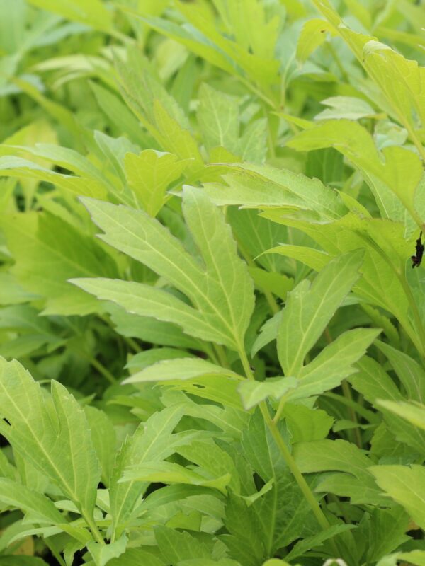 Wild Golden Glow leaves close up