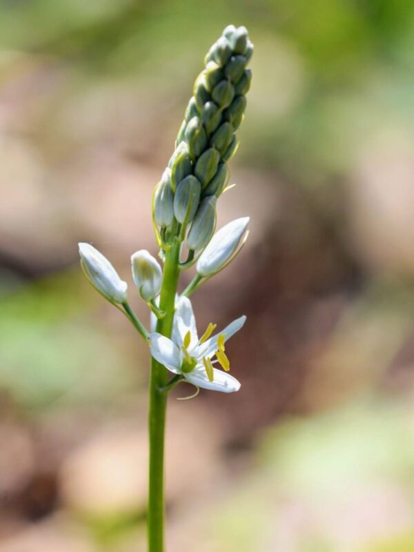 Wild Hyacinth starting to bloom
