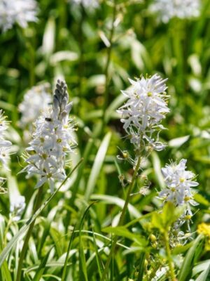 Wild Hyacinth growing in clump in open woodland