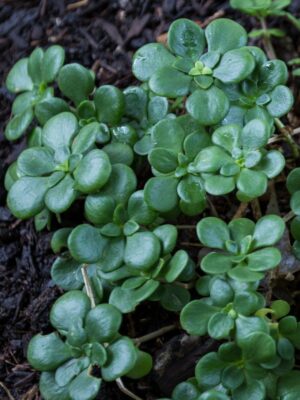 Wild Stonecrop growing in woodland shade