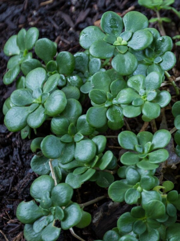 Wild Stonecrop growing in woodland shade