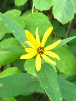 Yellow Woodland Sunflower blooming in woodland