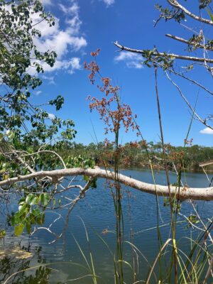 Tall Wool Grass (Scirpus cyperinus) with mature seed heads growing in a sunny coastal wetland habitat in Florida