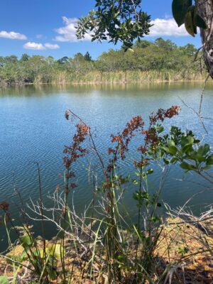 Wool Grass (Scirpus cyperinus) growing along a sunny Florida wetland shoreline with mature brown seed heads beside calm blue water