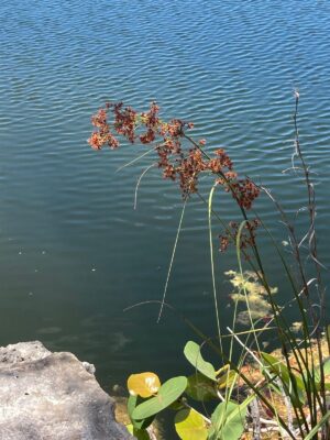 Close-up of Wool Grass (Scirpus cyperinus) showing arching stems and mature brown branching seed heads beside wetland water