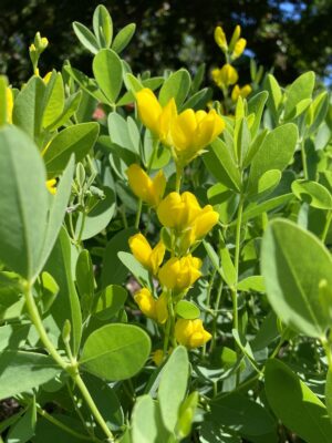 Large Yellow Wild Indigo blooming in late April