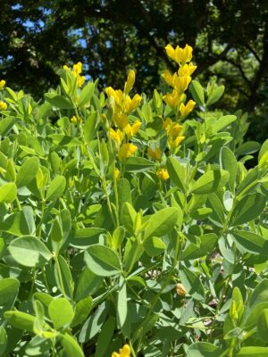Large Yellow Wild Indigo bush foliage and blooms close up
