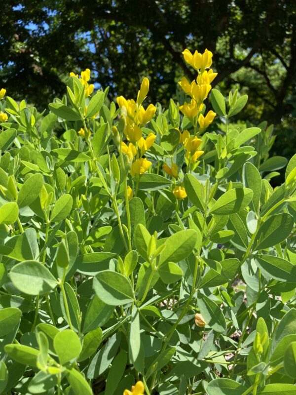 Large Yellow Wild Indigo bush foliage and blooms close up