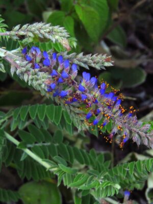 Close-up of Lead Plant (Amorpha canescens) flowers with vibrant purple blooms and orange stamens emerging from silvery flower spikes.