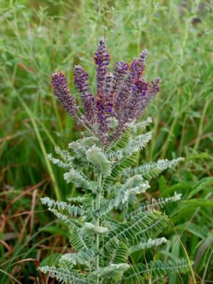 Mature Lead Plant (Amorpha canescens) with silvery-gray foliage and upright purple flower spikes growing in a native prairie setting.