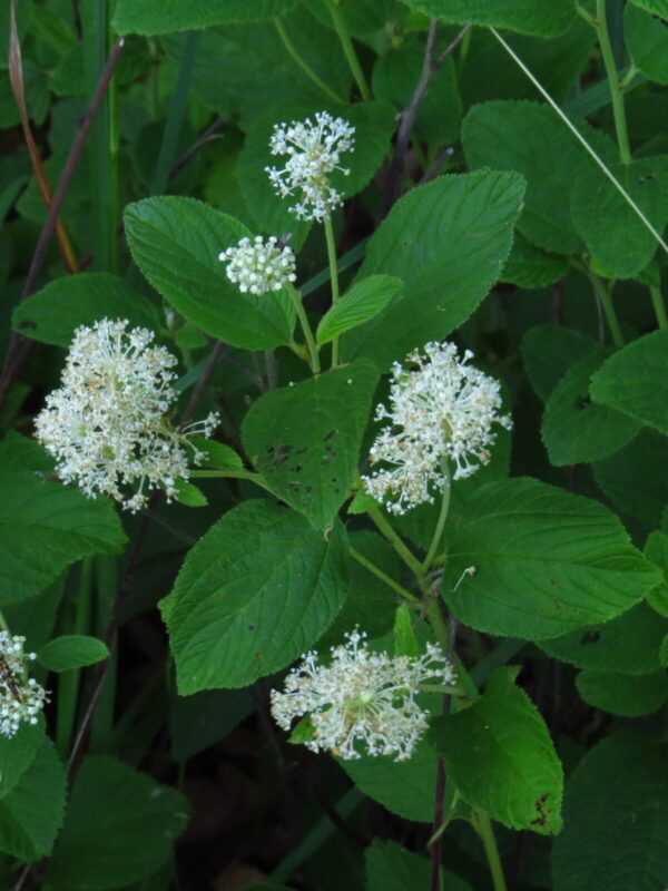 Close-up of young New Jersey Tea white flowers and large leaves in bloom