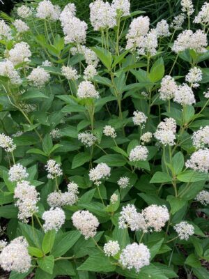 New Jersey Tea native shrub with white flower clusters and green foliage