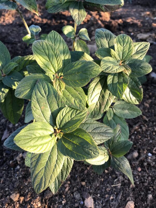 Close-up foliage of New Jersey Tea (Ceanothus americanus)