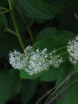 Close-up of New Jersey Tea white flowers in bloom