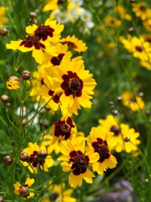 Plains Coreopsis native wildflower with bright yellow blooms and red centers growing in a prairie garden