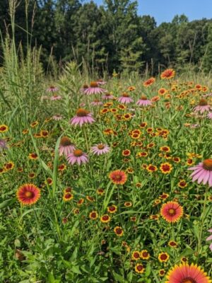 Native pollinator seed mix planting featuring Indian Blanketflower, Purple Coneflower, and prairie wildflowers blooming in a sunny summer meadow