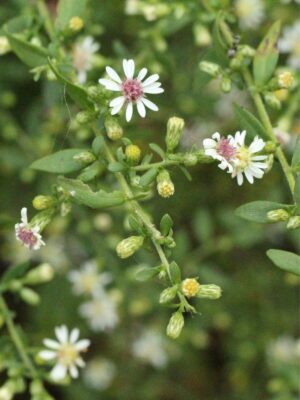 Calico Aster (Symphyotrichum lateriflorum) beginning to bloom with small white flowers, pink centers, and numerous unopened buds along branching stems.