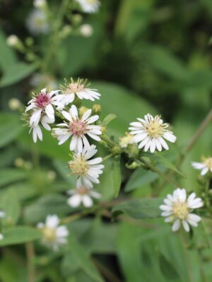 Close-up of Calico Aster (Symphyotrichum lateriflorum) flowers showing white petals surrounding yellow and pink centers in late-season bloom.